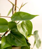 COLLAGEN GEL MASK HEARTLEAF ABIB - Image 3